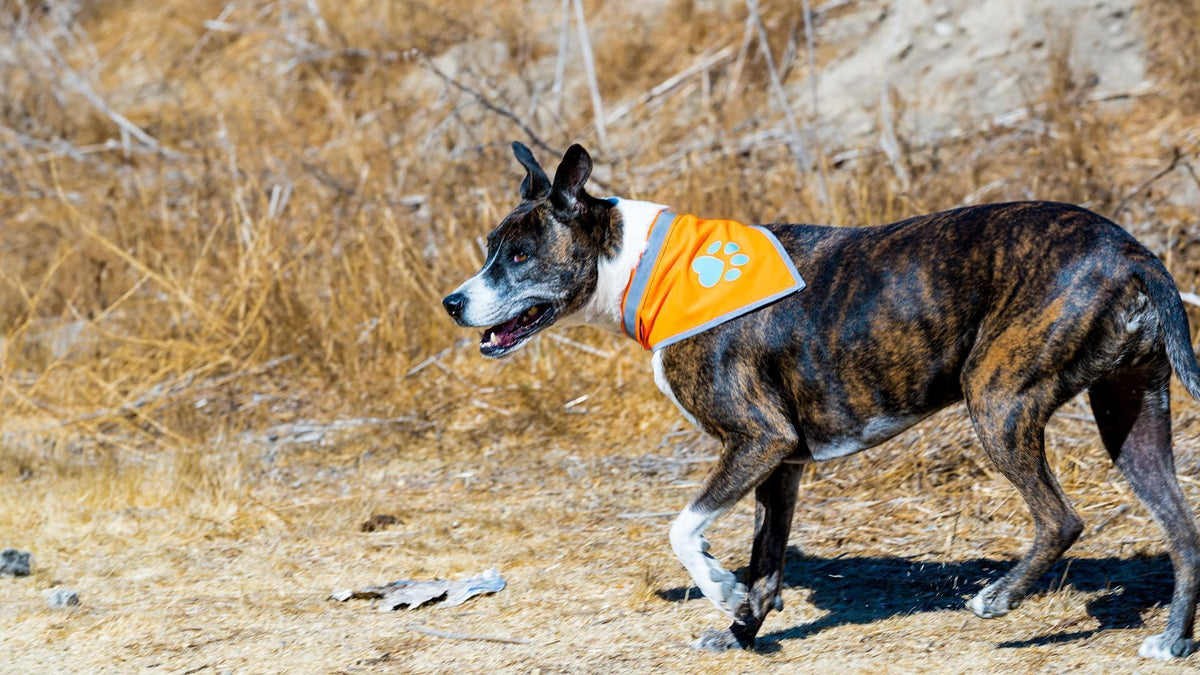 Reflective Dog Bandana Hi-Vis 24.5 in Chest x 22 in Neck Orange
