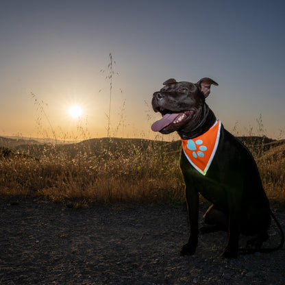 Reflective Dog Bandana Hi-Vis 24.5 in Chest x 22 in Neck Orange