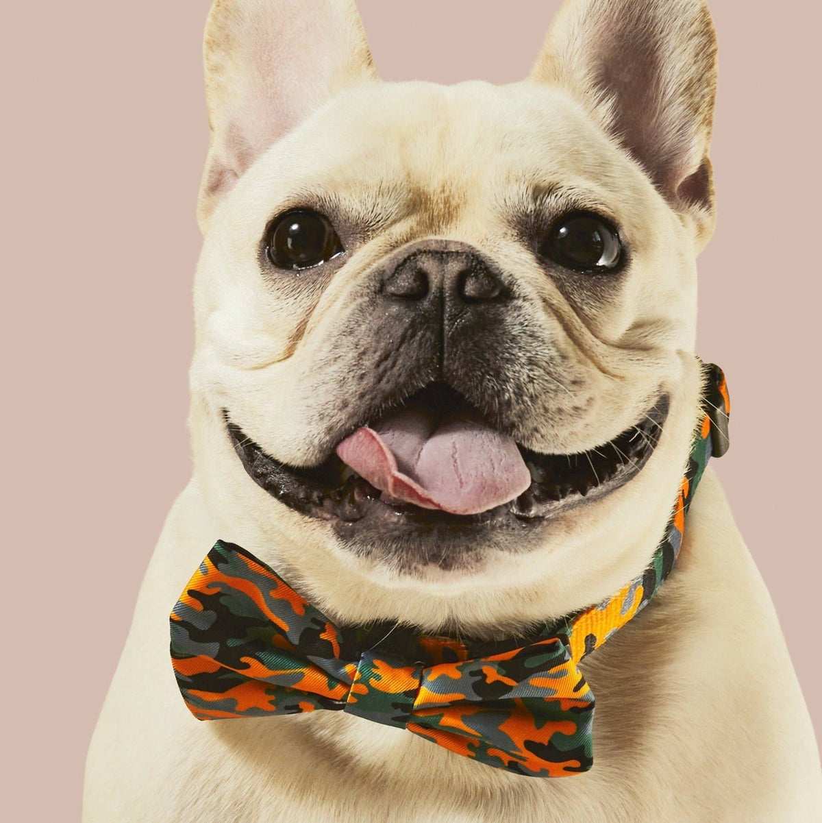 Camo QT Orange Collar & Bowtie