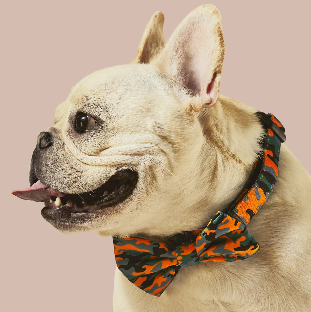 Camo QT Orange Collar & Bowtie