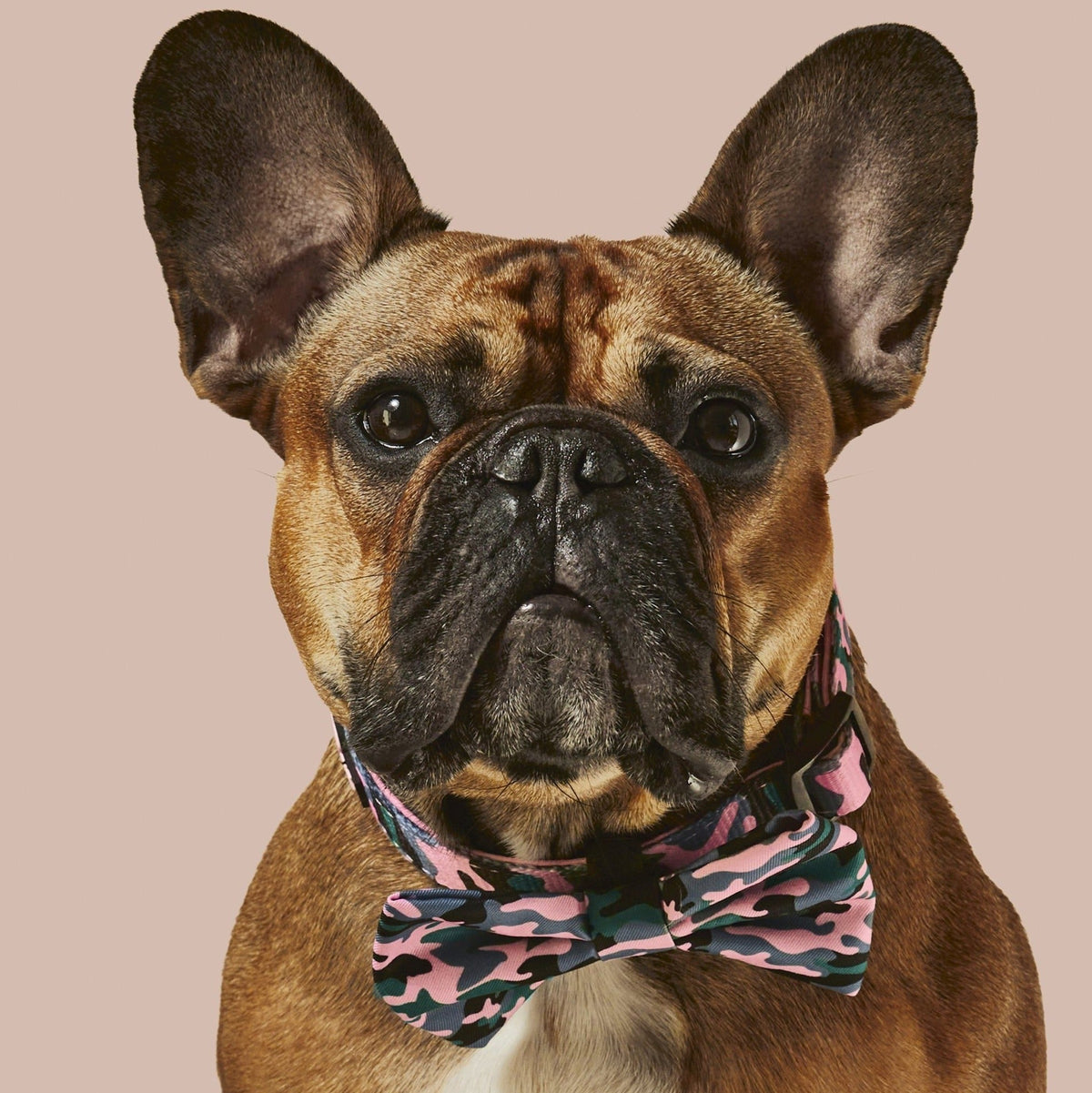 Camo QT Pink Collar and Bowtie