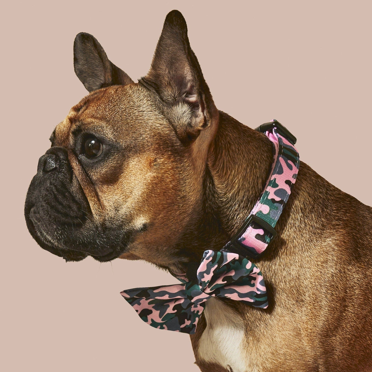 Camo QT Pink Collar and Bowtie