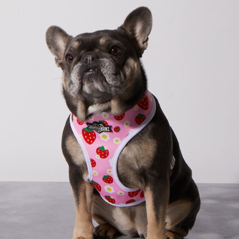 Strawberry Milk Reversible Harness