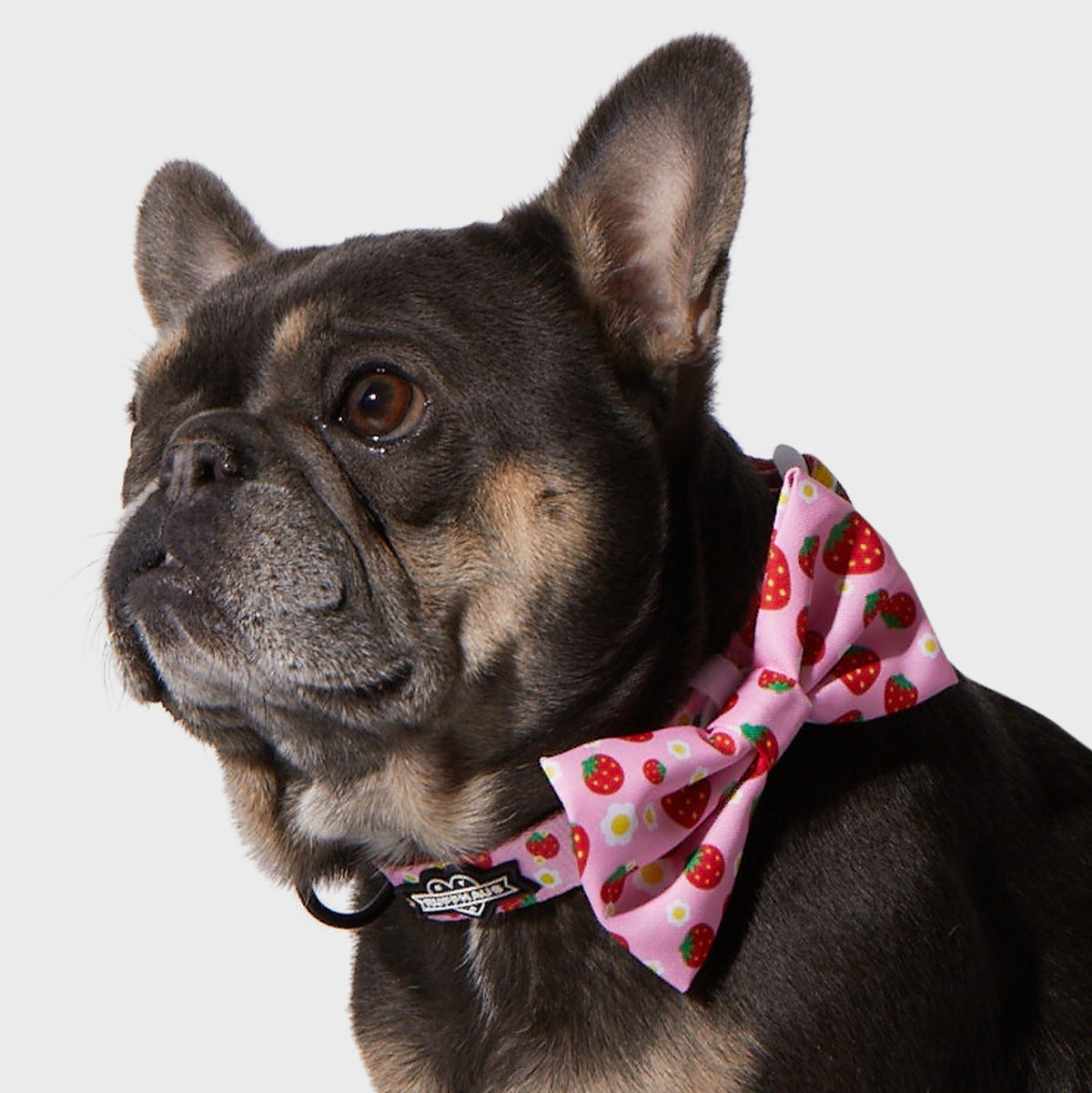 Strawberry Bowtie