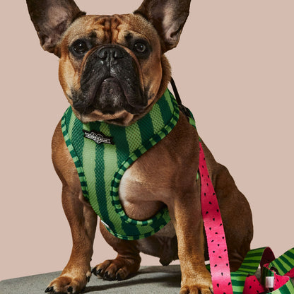 What-A-Melon Dog Leash