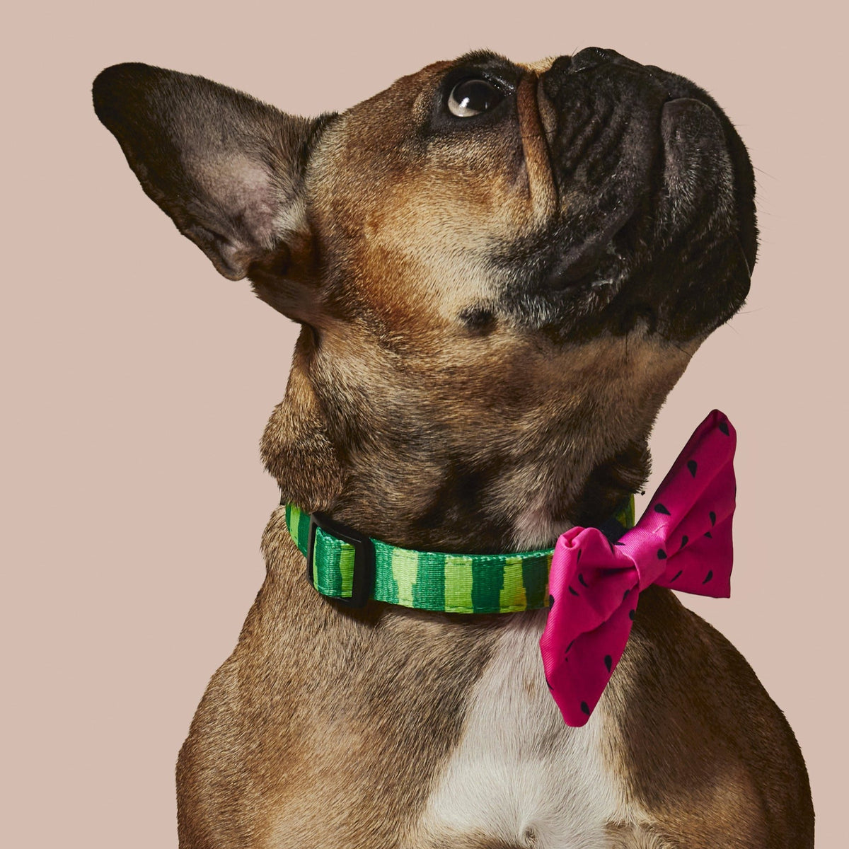 What-A-Melon Collar & Bowtie