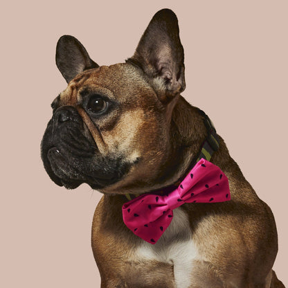 What-A-Melon Collar & Bowtie