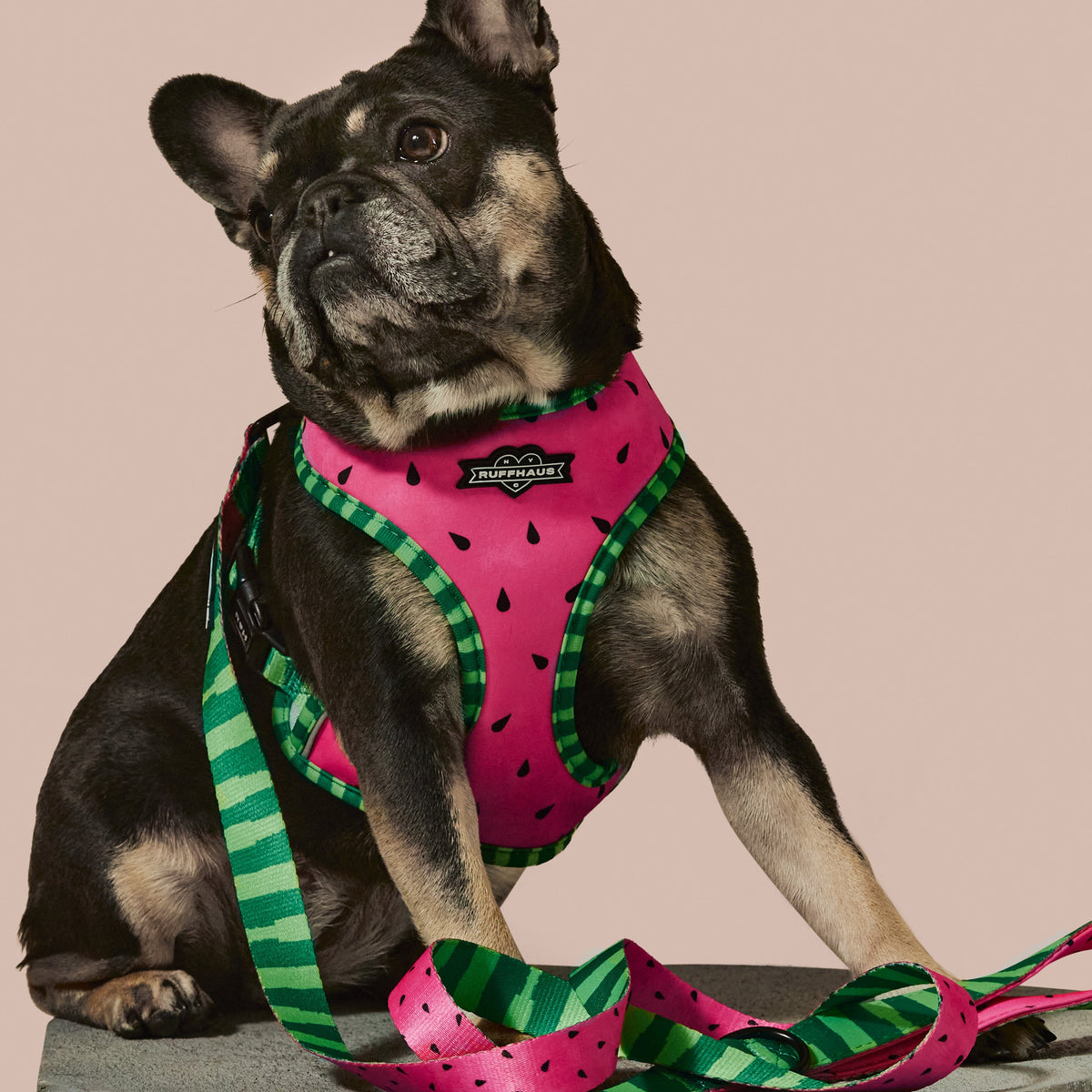 What-A-Melon Dog Leash